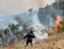 PRESIDEN MINTA HUKUMAN MATI TERHADAP PELAKU PEMBAKARAN HUTAN!